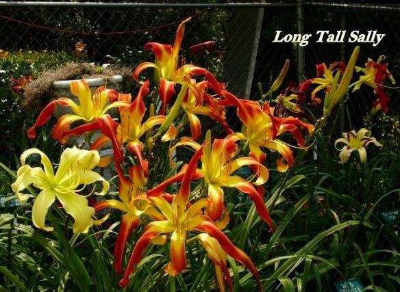 long tall sally rs